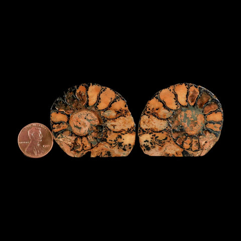 1.9" Ammonite Fossil Polished, Cut Half's Atlas Mountains Morocco Jurassic Age COA - Fossil Age Minerals