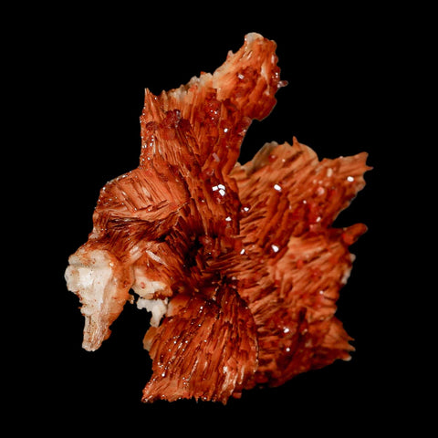2.7" Sparkly Orange Vanadinite Crystals Orange Barite Blades Mineral Mabladen Morocco - Fossil Age Minerals