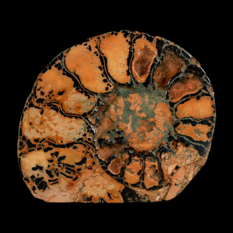 1.9" Ammonite Fossil Polished, Cut Half's Atlas Mountains Morocco Jurassic Age COA - Fossil Age Minerals