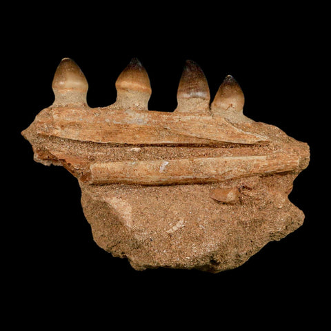 4.2" Globidens Mosasaur Fossil Tooth Jaw Section Cretaceous Dinosaur Era COA - Fossil Age Minerals