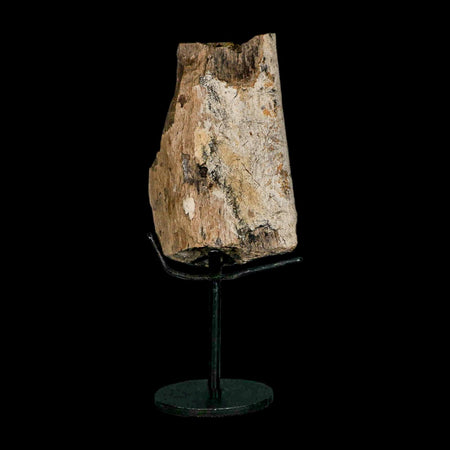 3.6" Triceratops Fossil Rib Bone Lance Creek FM Cretaceous Dinosaur WY COA Stand