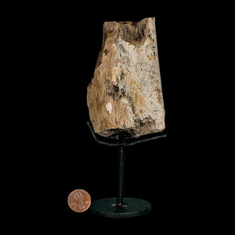 3.6" Triceratops Fossil Rib Bone Lance Creek FM Cretaceous Dinosaur WY COA Stand