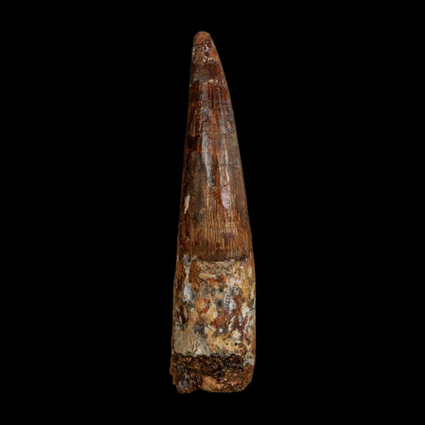 XL 4" Spinosaurus Fossil Tooth 100 Million Years Old Cretaceous Dinosaur COA