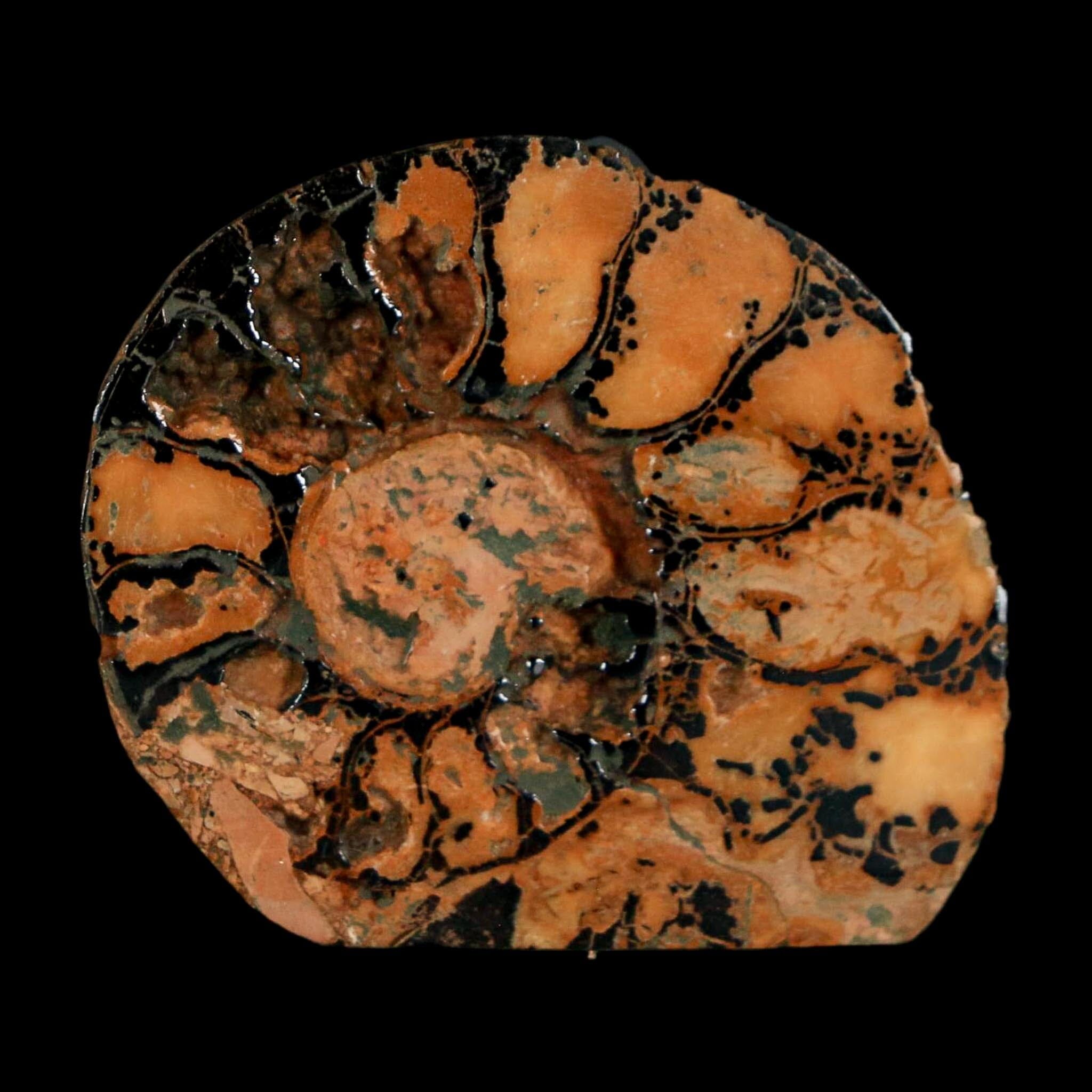 1.9" Ammonite Fossil Polished, Cut Half's Atlas Mountains Morocco Jurassic Age COA - Fossil Age Minerals
