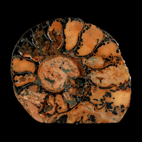 1.9" Ammonite Fossil Polished, Cut Half's Atlas Mountains Morocco Jurassic Age COA - Fossil Age Minerals
