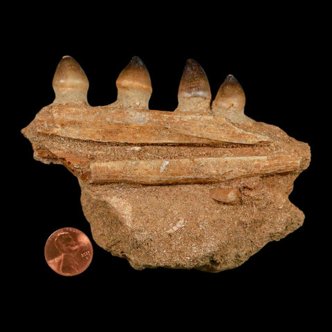 4.2" Globidens Mosasaur Fossil Tooth Jaw Section Cretaceous Dinosaur Era COA - Fossil Age Minerals