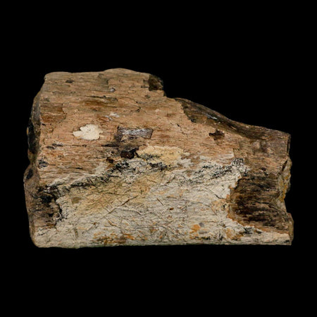 3.6" Triceratops Fossil Rib Bone Lance Creek FM Cretaceous Dinosaur WY COA Stand