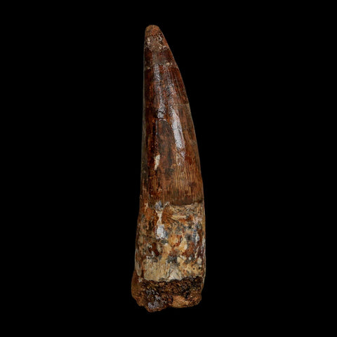 XL 4" Spinosaurus Fossil Tooth 100 Million Years Old Cretaceous Dinosaur COA