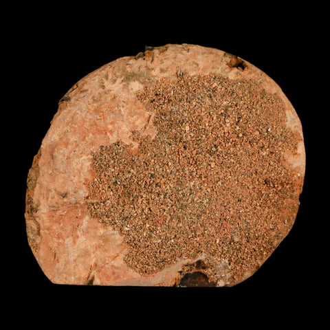 1.9" Ammonite Fossil Polished, Cut Half's Atlas Mountains Morocco Jurassic Age COA - Fossil Age Minerals