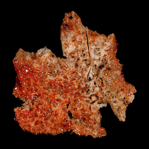 2.7" Sparkly Orange Vanadinite Crystals Orange Barite Blades Mineral Mabladen Morocco - Fossil Age Minerals