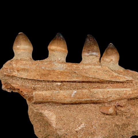 4.2" Globidens Mosasaur Fossil Tooth Jaw Section Cretaceous Dinosaur Era COA - Fossil Age Minerals