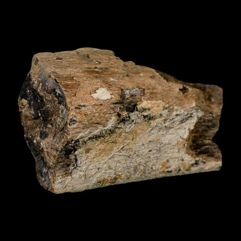 3.6" Triceratops Fossil Rib Bone Lance Creek FM Cretaceous Dinosaur WY COA Stand