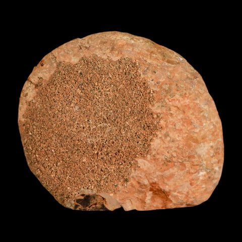 1.9" Ammonite Fossil Polished, Cut Half's Atlas Mountains Morocco Jurassic Age COA - Fossil Age Minerals