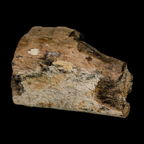 3.6" Triceratops Fossil Rib Bone Lance Creek FM Cretaceous Dinosaur WY COA Stand