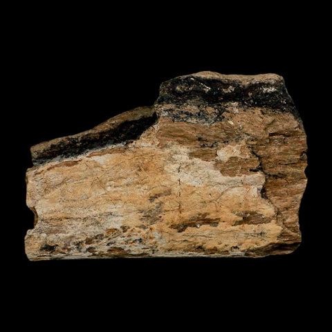 3.6" Triceratops Fossil Rib Bone Lance Creek FM Cretaceous Dinosaur WY COA Stand