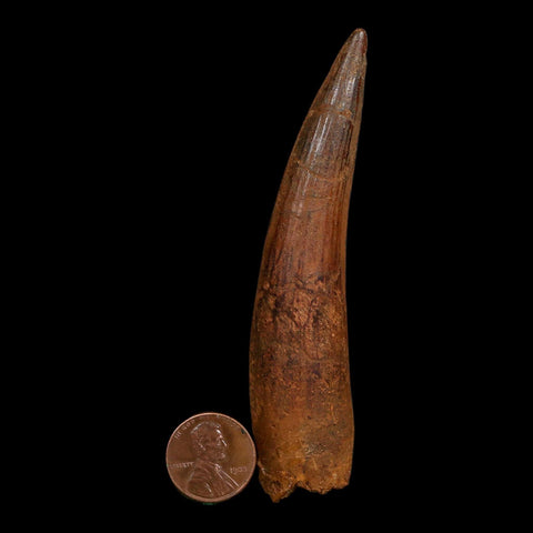 XL 3.9" Spinosaurus Fossil Tooth 100 Million Years Old Cretaceous Dinosaur COA