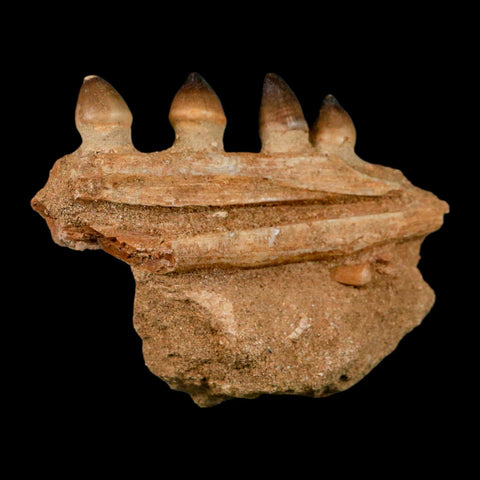 4.2" Globidens Mosasaur Fossil Tooth Jaw Section Cretaceous Dinosaur Era COA - Fossil Age Minerals
