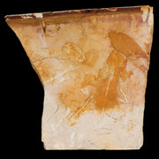 5" Detailed Glossopteris Browniana Fossil Plant Leafs Permian Age Australia