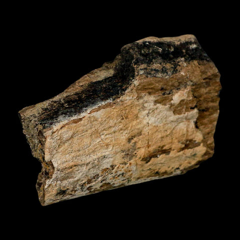 3.6" Triceratops Fossil Rib Bone Lance Creek FM Cretaceous Dinosaur WY COA Stand