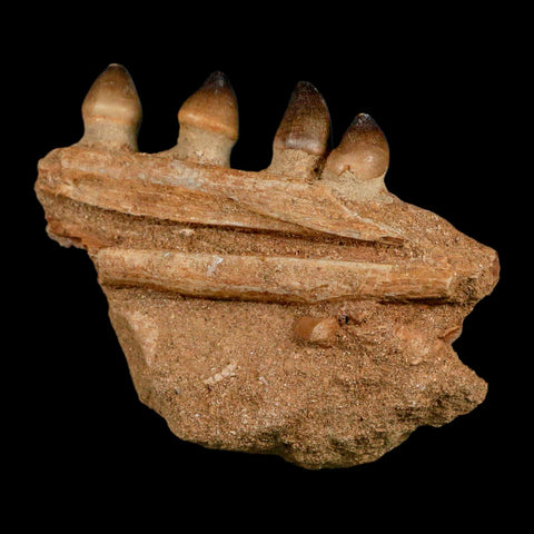 4.2" Globidens Mosasaur Fossil Tooth Jaw Section Cretaceous Dinosaur Era COA - Fossil Age Minerals