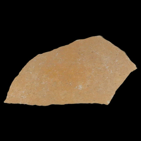 3" Elephant Bird Aepyornis Maximus Egg Shell Specimen Late Pleistocene Madagascar