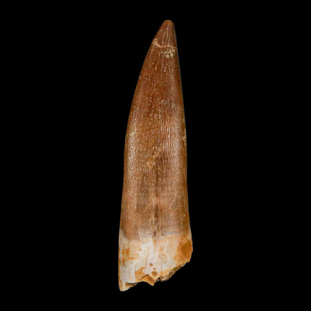 XL 2.3" Plesiosaur Zarafasaura Tooth Fossil Cretaceous Dinosaur Era COA, Stand