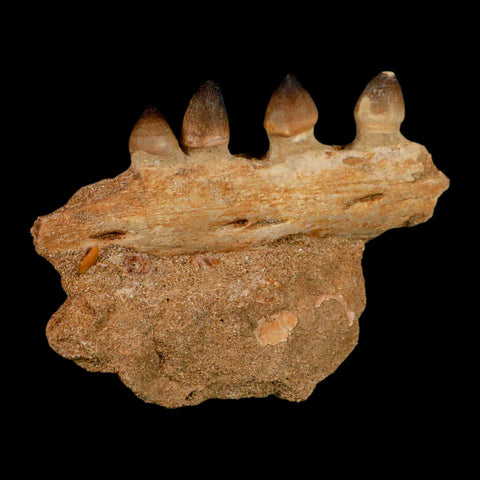 4.2" Globidens Mosasaur Fossil Tooth Jaw Section Cretaceous Dinosaur Era COA - Fossil Age Minerals