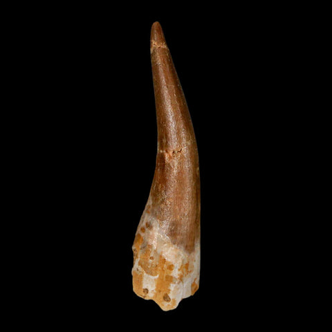 XL 2.3" Plesiosaur Zarafasaura Tooth Fossil Cretaceous Dinosaur Era COA, Stand - Fossil Age Minerals