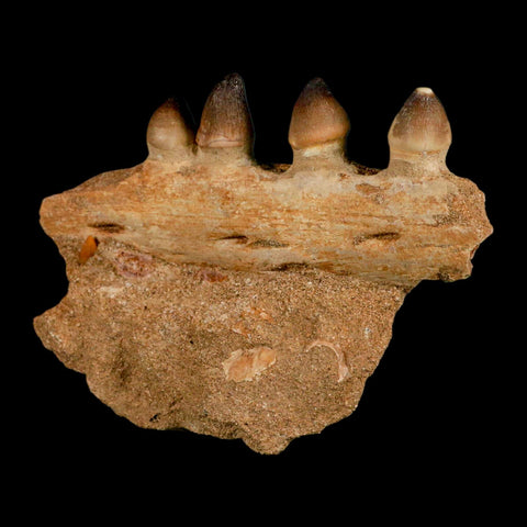 4.2" Globidens Mosasaur Fossil Tooth Jaw Section Cretaceous Dinosaur Era COA - Fossil Age Minerals