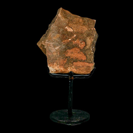 3.9" Triceratops Fossil Femur Bone Lance Creek FM Cretaceous Dinosaur WY COA Stand