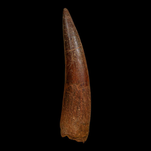 XL 3.9" Spinosaurus Fossil Tooth 100 Million Years Old Cretaceous Dinosaur COA