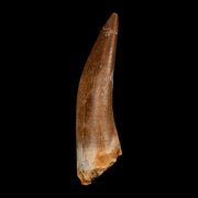 XL 2.3" Plesiosaur Zarafasaura Tooth Fossil Cretaceous Dinosaur Era COA, Stand