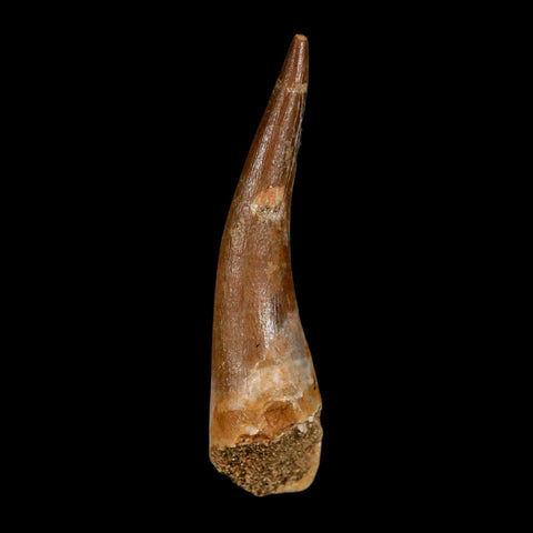 XL 2.3" Plesiosaur Zarafasaura Tooth Fossil Cretaceous Dinosaur Era COA, Stand - Fossil Age Minerals