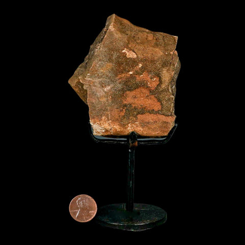 3.9" Triceratops Fossil Femur Bone Lance Creek FM Cretaceous Dinosaur WY COA Stand
