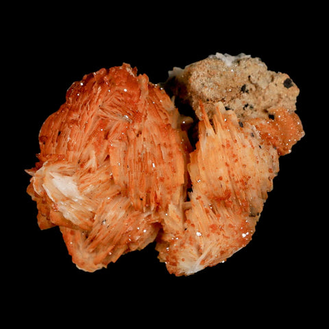 2.3" Sparkly Orange Vanadinite Crystals Orange Barite Blades Mineral Mabladen Morocco