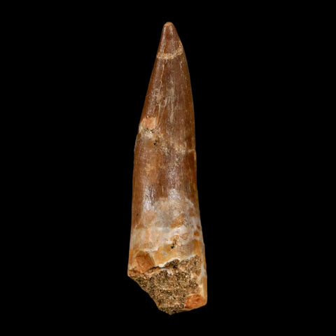 XL 2.3" Plesiosaur Zarafasaura Tooth Fossil Cretaceous Dinosaur Era COA, Stand - Fossil Age Minerals