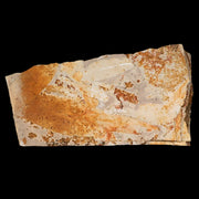6.8" Detailed Glossopteris Browniana Fossil Plant Leafs Permian Age Australia