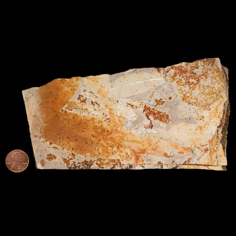 6.8" Detailed Glossopteris Browniana Fossil Plant Leafs Permian Age Australia - Fossil Age Minerals