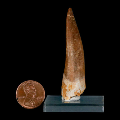 XL 2.3" Plesiosaur Zarafasaura Tooth Fossil Cretaceous Dinosaur Era COA, Stand - Fossil Age Minerals