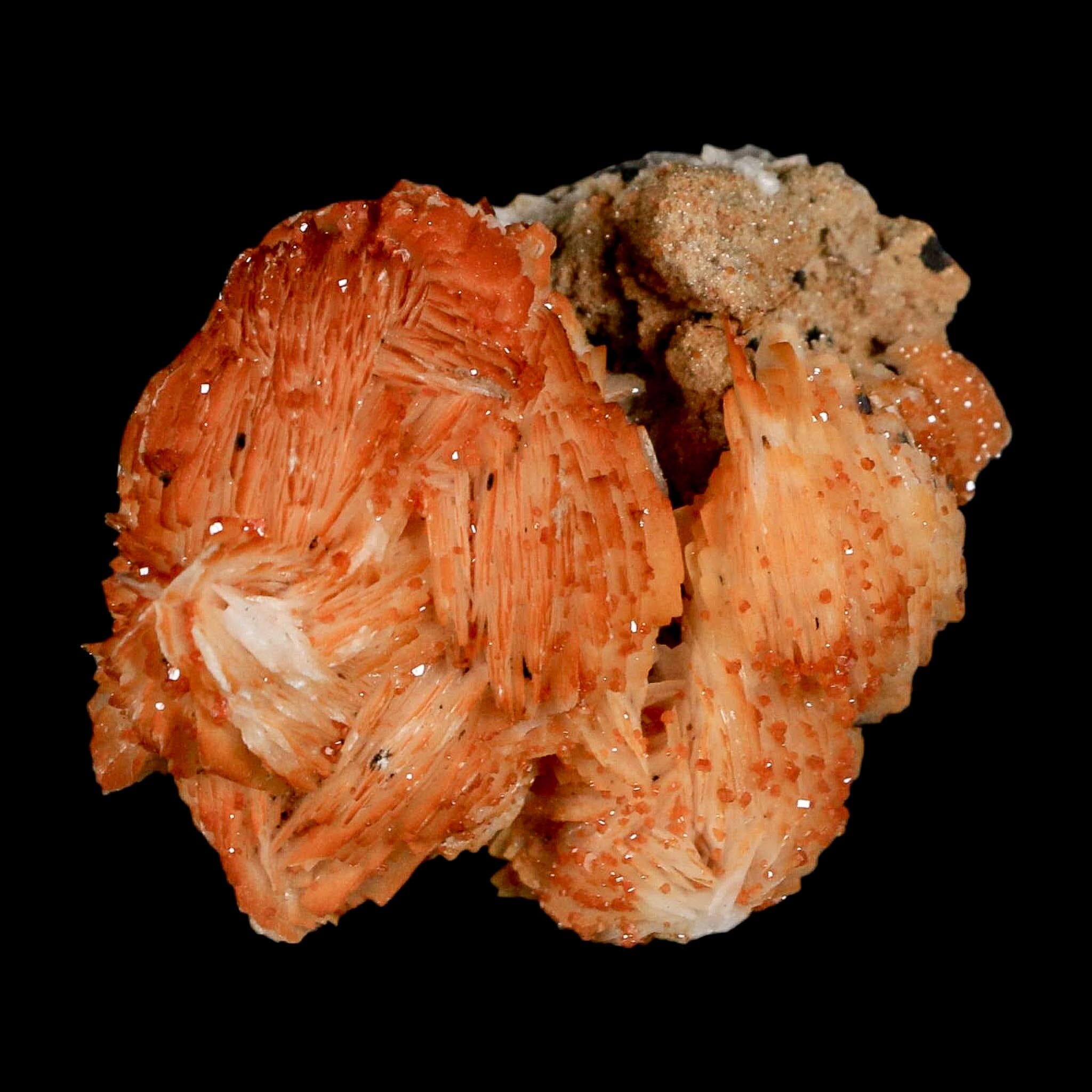 2.3" Sparkly Orange Vanadinite Crystals Orange Barite Blades Mineral Mabladen Morocco - Fossil Age Minerals