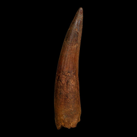 XL 3.9" Spinosaurus Fossil Tooth 100 Million Years Old Cretaceous Dinosaur COA