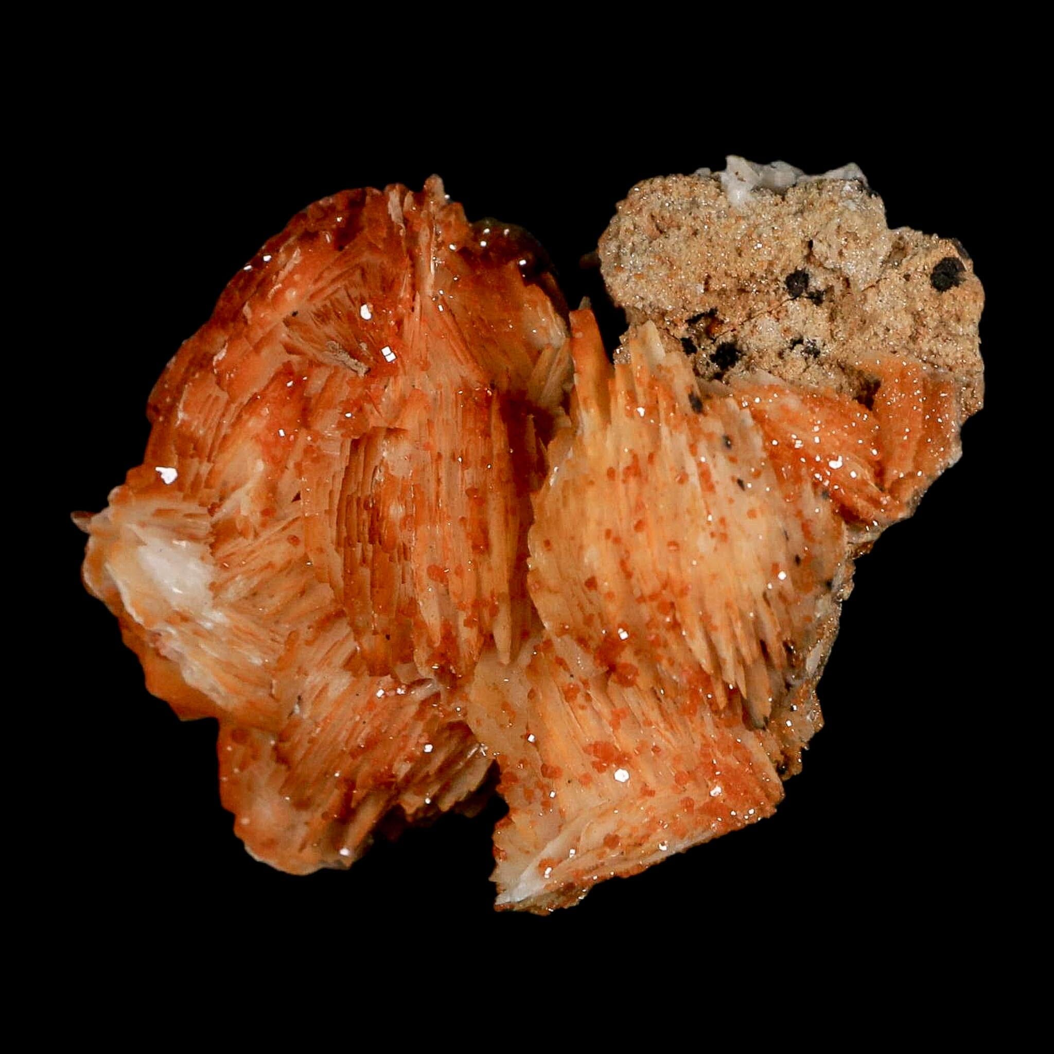 2.3" Sparkly Orange Vanadinite Crystals Orange Barite Blades Mineral Mabladen Morocco - Fossil Age Minerals