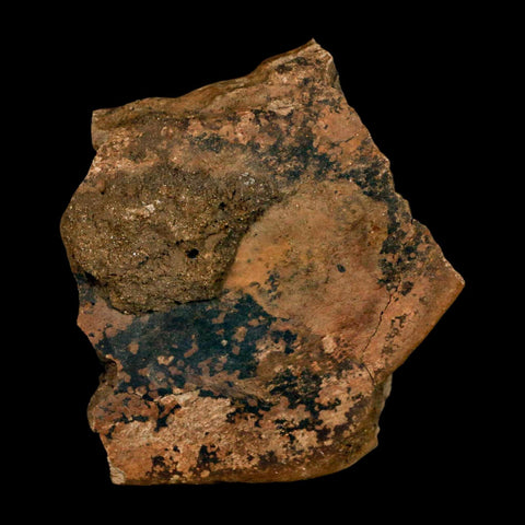 3.9" Triceratops Fossil Femur Bone Lance Creek FM Cretaceous Dinosaur WY COA Stand