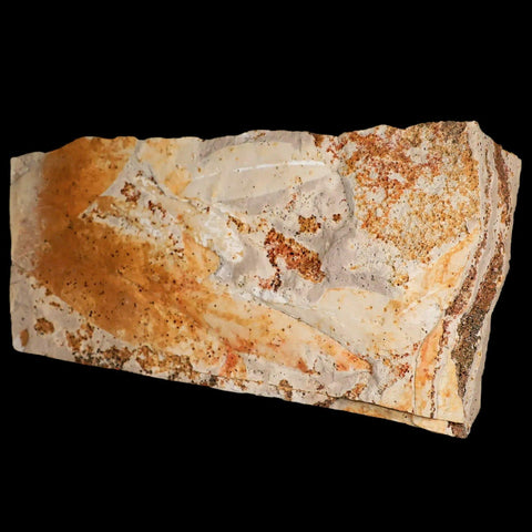 6.8" Detailed Glossopteris Browniana Fossil Plant Leafs Permian Age Australia - Fossil Age Minerals