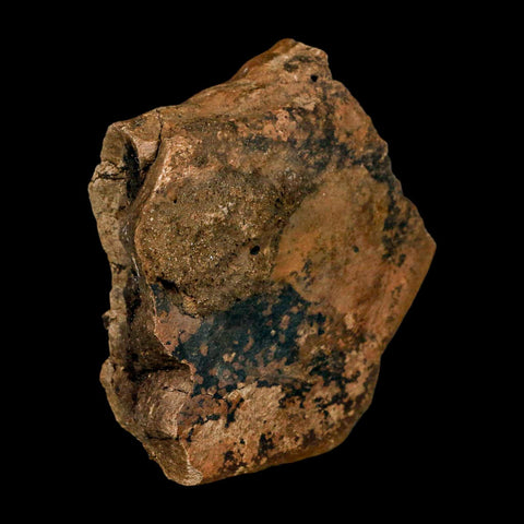 3.9" Triceratops Fossil Femur Bone Lance Creek FM Cretaceous Dinosaur WY COA Stand
