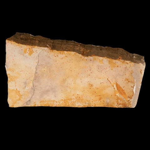 6.8" Detailed Glossopteris Browniana Fossil Plant Leafs Permian Age Australia - Fossil Age Minerals