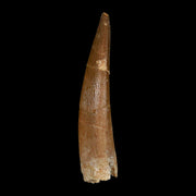 XL 2.2" Plesiosaur Zarafasaura Tooth Fossil Cretaceous Dinosaur Era COA, Stand