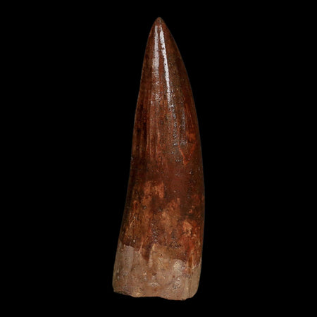 XL 3.7" Spinosaurus Fossil Tooth 100 Million Years Old Cretaceous Dinosaur COA