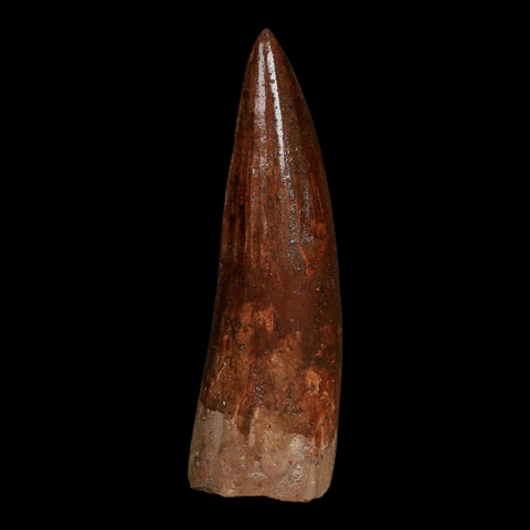 XL 3.7" Spinosaurus Fossil Tooth 100 Million Years Old Cretaceous Dinosaur COA
