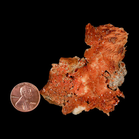 2.5" Sparkly Orange Vanadinite Crystals Orange Barite Blades Mineral Mabladen Morocco - Fossil Age Minerals